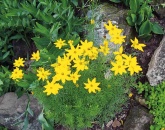 Krásnoočko (Coreopsis) je nedoceněnou trvalkou. Dlouho a krásně kvete a je nenáročné. Svým jemným vzhledem a jednoduchostí květů se hodí jako doprovod jiným výraznějším rostlinám. Kvete VI-VIII, výška 60 cm