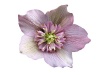 Anemone flowered
