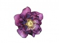 Double purple