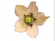 Single apricot