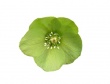 Single green