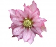 Double pink veined