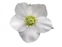 Single white