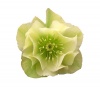 Washfield double yellow