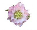 Double pale pink