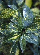Aukuba japonská (Aucuba japonica) 
