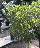 Vavřín vznešený (Laurus nobilis) 
