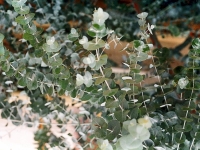 Blahovičník Gunnův (Eucalyptus gunnii)