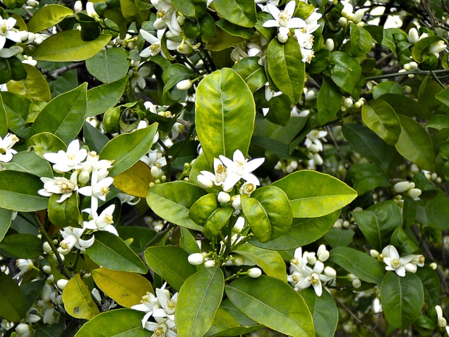 Přílišný růst omezuje kvetení a tím plodnost citrusů. Citrusy kvetou obvykle na koncích větviček, které se zkracují řezem. Pokud rostliny nekvetou, některé větvičky se neřežou a vyvazují se vodorovně, nebo v opačném sklonu. To podporuje kvetení.