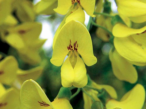 Štědřence (Laburnum) jsou vysoké až 7 m, okrasné žlutými hrozny motýlovitých květů. Pěstují se jako solitéry nebo v keřových lemech zahrad, mladé větve lze dobře ohýbat do tvaru loubí nebo oblouků. Zelené lusky jsou silně jedovaté