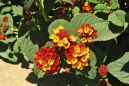 Lantana camara je velmi pěkný keřík na balkóny, který kvete celou sezónu. Množí se řízkováním v lednu a únoru