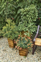 Do keramických nádob se výborně hodí malé keříky lantany (Lantana camara)