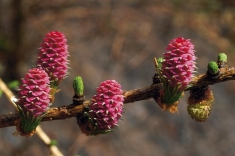 Modřín opadavý (Larix decidua)