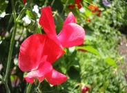 Hrachor vonný (Lathyrus odoratus)