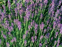 Vsadit můžete na původní druh Lavandula angustifolia