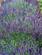 Jedna z oblíbených odrůd levandule (Lavandula angustifolia Munstead Strain)