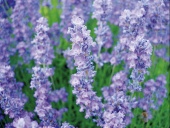 Levandule (Levandula) je polokeř, který se dnes stává nepostradatelnou součástí každého okrasného záhonu. Krásně kvete a voní a dobře snáší i tvarování, takže jsme z něj udělali nízký živý plůtek ohraničující záhon od trávníku. Kvete VII-VIII, výška 35 cm