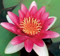 Lekníny (Nymphaea sp.) rostou ve stojatých, nebo alespoň velmi klidných vodách.