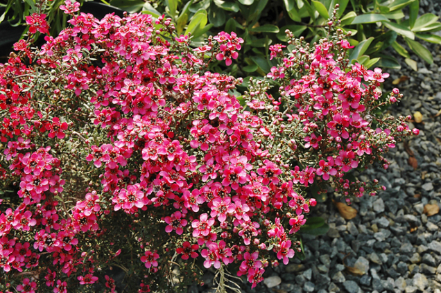Leptospermum scoparium pochází z Nového Zélandu a vyhovuje mu anglické vlhké klima. Je ideálním keřem na vlhké, stinné dvorky, kam slunce zasvítí jen na chvilku.