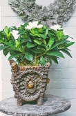 Gardénie 