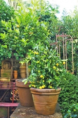 Citrusy