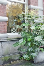 Fatsia Japonica