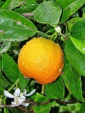 Citrus sinesis
