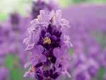 Levandule (Levandula sp.) nejen pěkně kvete, ale i krásně voní