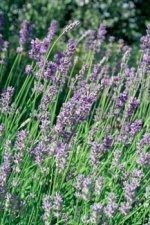 Levandule (Lavandula)