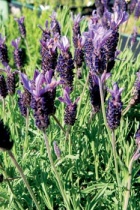 Krásná francouzská levandule (Lavandula stoechas) se hodí jen na velmi teplá a chráněná místa - sázejte ji raději pouze do květináčů, které můžete přes zimu přesunout do tepla