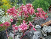 Levisie květnatá (Lewisia cotyledon)