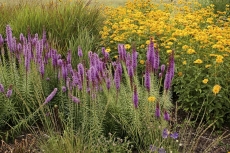 Šuškarda klasnatá (Liatris spicata) je odolná letní trvalka, skvělá i křezu do vázy