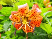 Lilie (Lilium) jsou tradiční cibuloviny, které se právem znovu dostávají na záhony. Pod jejich cibulí musí být drenáž a nad ní dobrý kompost. Je důležité, aby povrch půdy kolem rostliny byl přistíněn nízkými a hustými trvalkami. Kvete VI-VII, výška 80 cm