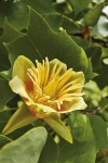 Liriodendron tulipifera
