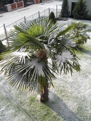 Atraktivní palma Trachycarpus fortunei má velké vějířovité listy až 110 cm v průměru, štíhlý ale masivní ochlupený kmen a dorůstá výšky kolem 10 metrů. Její odolnost proti mrazu je velmi vysoká a pohybuje se u vzrostlých a dobře zakořeněných jedinců v rozmezí 14 až - 17 °C
