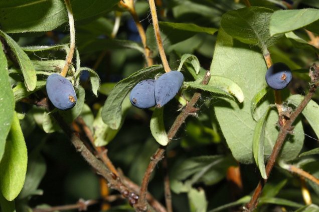 Lonicera Kamtchatica