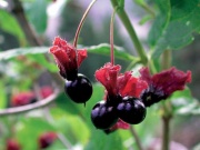 Zimolez (Lonicera) má bobule atraktivní, ale s výjimkou ovocných druhů jedovaté. Na obrázku je zimolez zákrovečný