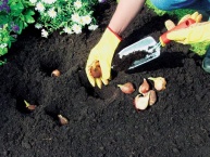 Pro nejrůznější drobné zahradnické práce je nepostradatelná kvalitní květinová lopatka LU-K. Cena 149 Kč (WOLF-GARTEN)