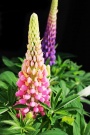 Vlčí bob mnoholistý (Lupinus x hybridus)