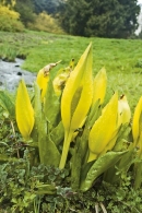 Áronovitý Lysichiton americanus potřebuje stále vlhkou až bažinatou půdu. Výborně se doplňuje s vlhkomilnými petrklíči, například s Primula rosea