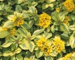 Vrbina Lysimachia congestiflora ´Walkabout Sunset´ ozdobí košíky nejen krásně panašovanými listy, ale i spoustou drobných žlutých kvítků