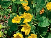 Vrbina penízková (Lysimachia nummularia) je nenáročná a daří se jí ve všech vlhčích místech zahrady