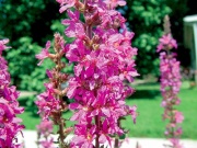 Kyprej vrbice (Lythrum salicaria) má krásnou růžovofialovou barvu
