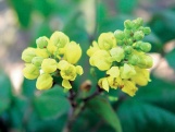 Mahonie cesmínolistá (Mahonia aquifolium) krásně kvete, ale syrové plody jsou jedovaté