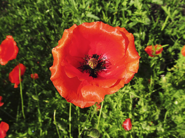 Mák (Papaver)