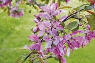 Květy jabloně sibiřské (Malus baccata ´Macroflora´) původem ze severovýchodní Asie; nejcennějším vlastnostem tohoto druhu patří odolnost proti mrazům