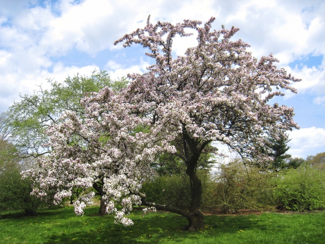 Existuje mnoho druhů rodu jabloní (Malus) i jako okrasné stromy.