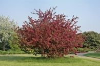 Rozkvetlý strom Malus x moerlandsii ´Profusion´