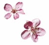 Květy malus purpurea