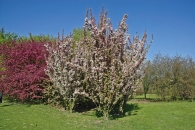 Odrůda Malus ´Van Eseltine´ vyniká bohatým kvetením a tmavorůžovými, téměř kulatými poupaty, která se rozevřou do světle růžové